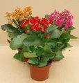 Kalanchoe Blossfeldiana